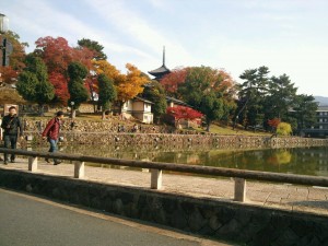 紅葉IN奈良