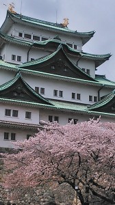 名古屋城と桜