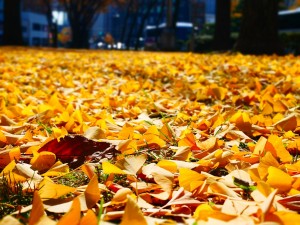 IMG_9510.jpgsyukusyou